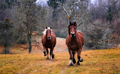 horses-1984977_1920.jpg