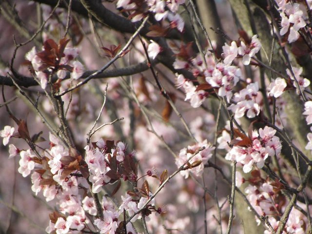 primavera en casa 3.jpg