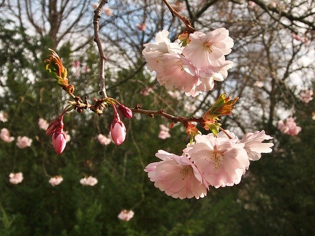 japanese-cherry-3325115_640.jpg