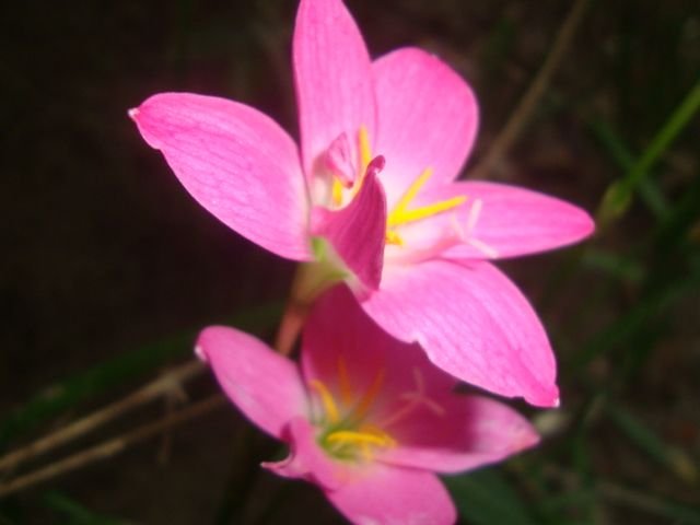 flower (21).JPG