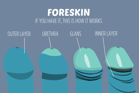 Sexual-body-parts-HOW-FORESKIN-WORKS.png