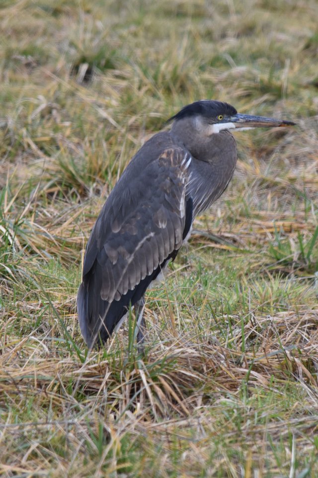 DSC_1161.jpg