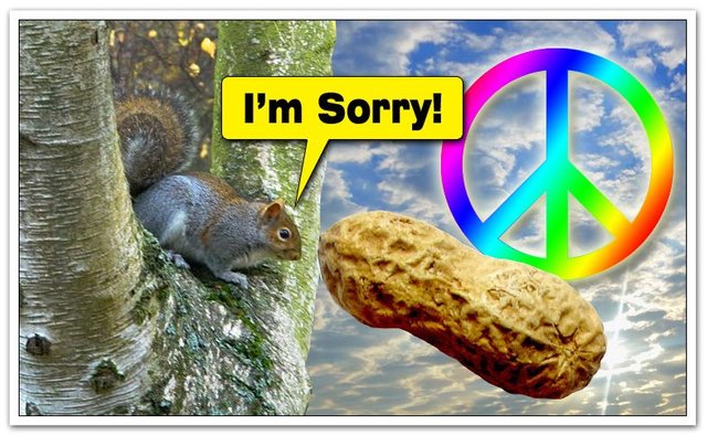Sorry-Squirrel.jpg