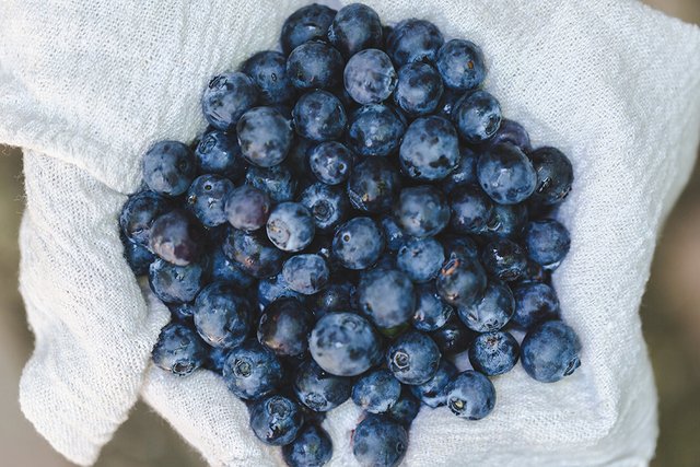 blueberry3.jpg