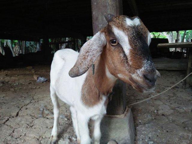 Kambing Zaman Now - Selfie.jpg