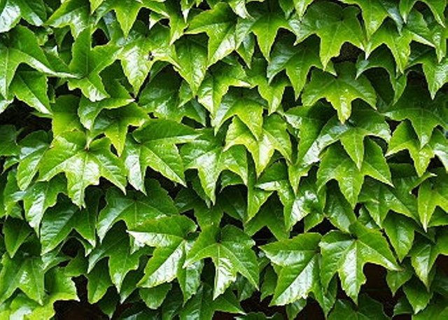 Parthenocissus-tricuspidata-evergreen-700x500.jpg