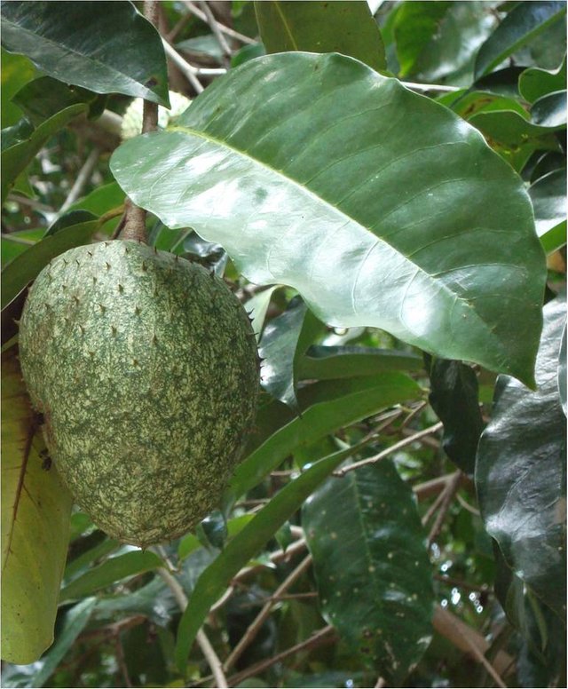 fruto annona muricata 6.jpg