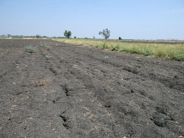 black-soil-286768_960_720.jpg