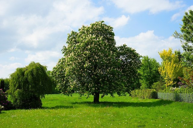 chestnut-tree-3390928_960_720.jpg