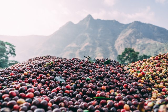 Coffee Guatemala Lake Atitlan