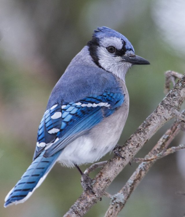 primavera en casa 11 blue jay.jpg