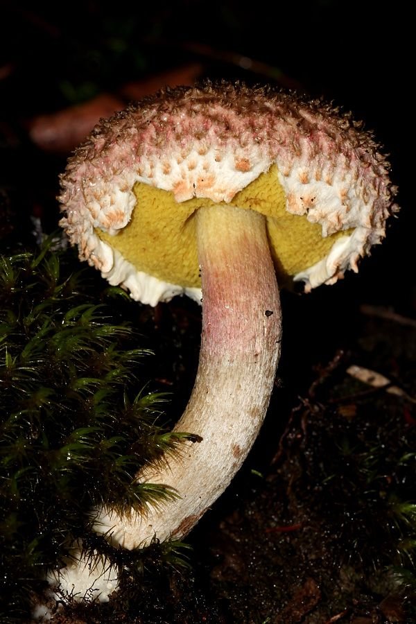 Boletellus_emodensis-2.jpg