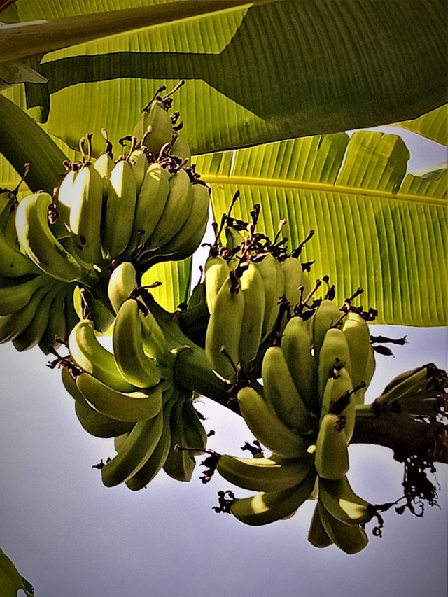 Bali Banana.jpg