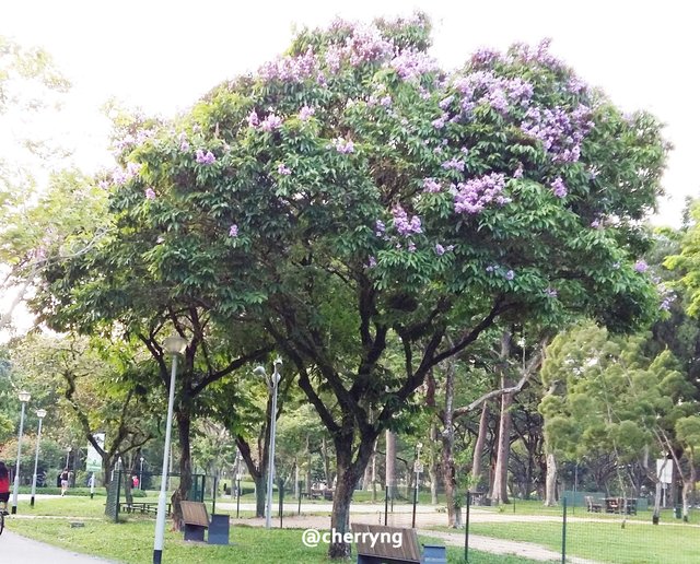 lagerstroemia speciosa.jpg