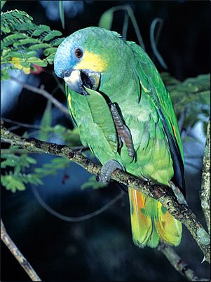 Orange-Winged-Parrot.jpg