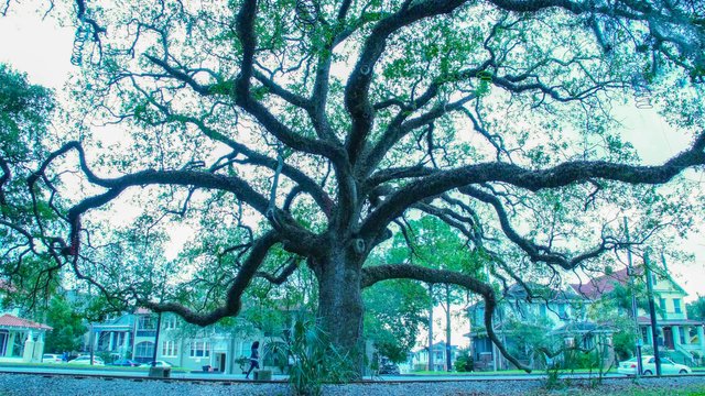 City Park Tree.jpg