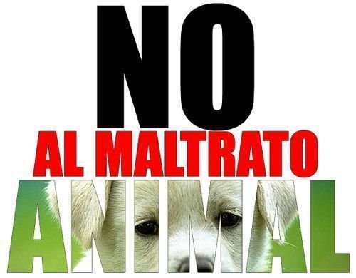 NO-AL-MALTRATO-ANIMAL_.jpg