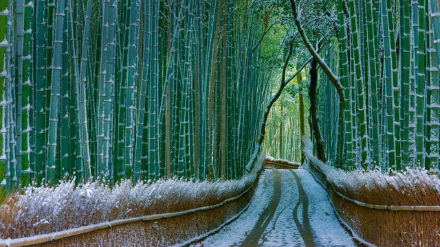 Sagano-bamboo-forest-Arashiyama-Kyoto-Japan-20151228.jpg
