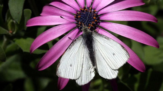 Insects Lepidoptera Pieridae Pieris rapae BY Tas n1 2017-10-14.jpg