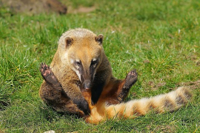 Coati.jpg