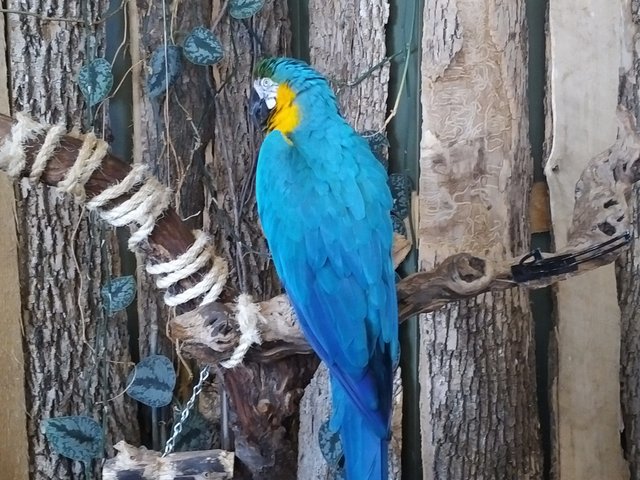 Blue&Gold Macaw.jpg