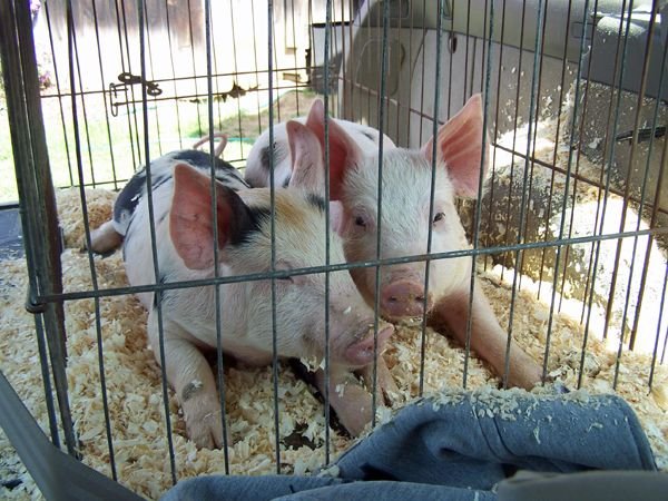 Piggies - ready to ride crop May 2018.jpg