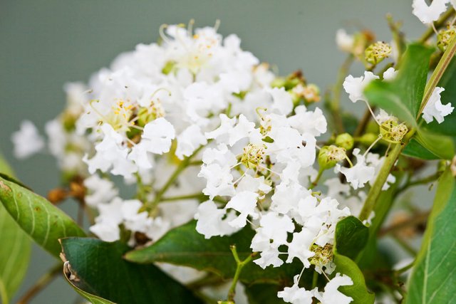 BW62025-Lagerstroemia-indica-CREPE-MYRTLE.jpg