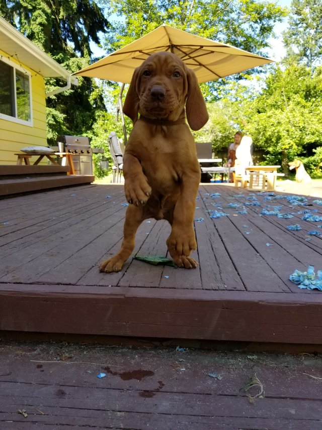 Baby Hank Jumping Puppy.jpg