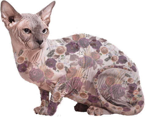 Beautiful-Bennett-Sphynx-Kittens-3.png