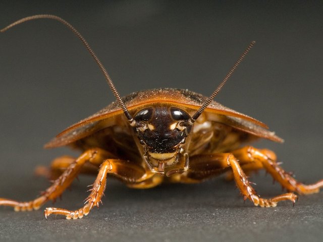 Twilley-In-Defense-of-the-Cockroach.jpg