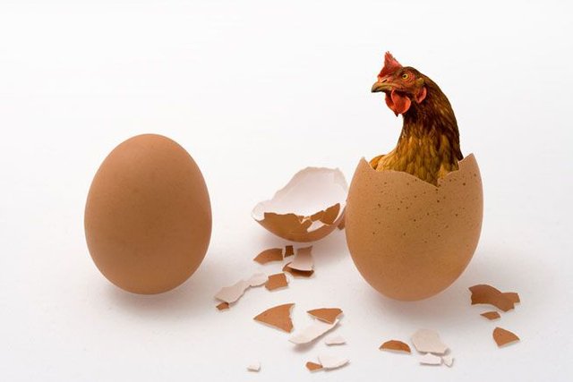 rooster egg.jpg
