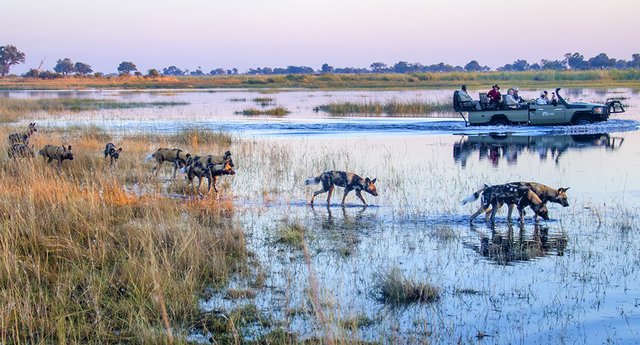 Okavango-Delta-Tours-from-USA-with-Lion-Dog-African-Safaris.jpg