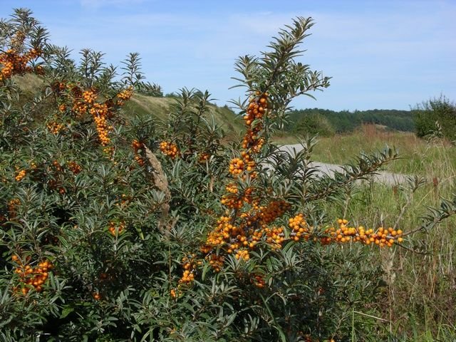 hippophae-rhamnoides-00006.jpg