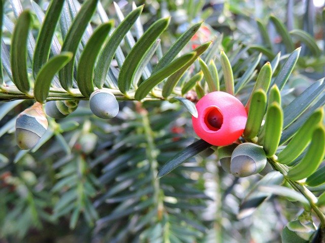 yew-1603794_640.jpg