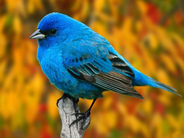 bird__hd_wallpapers0.jpg