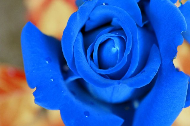 Beautiful Blue Rose Flowers Wallpapers | Best Flower Site