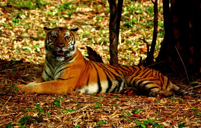 royal bengal tigers.jpg