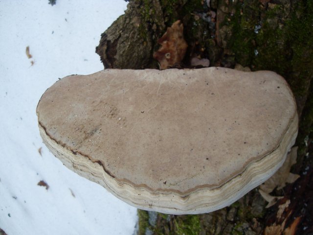 SDC12659.JPG
