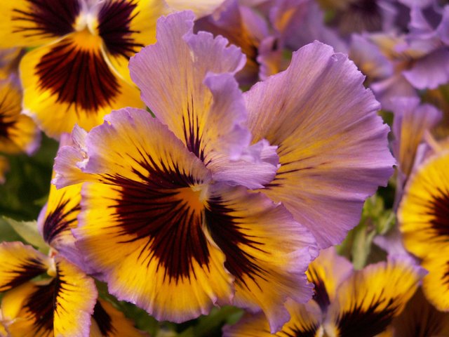 Pansy_“Frizzle_Sizzle_Yellow_Blue_Swirl,”_Phipps_Conservatory,_2015-03-25,_01.jpg