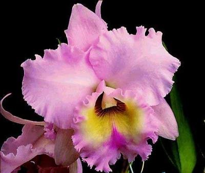 20091123045517-a26orquidea.jpg