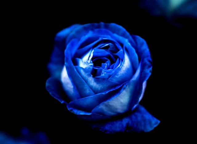Blue rose_720.jpg
