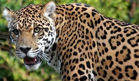 Steemit.interglobal.paul.Jaguar.jpg