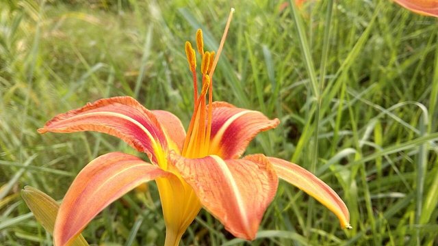 Orange Flower