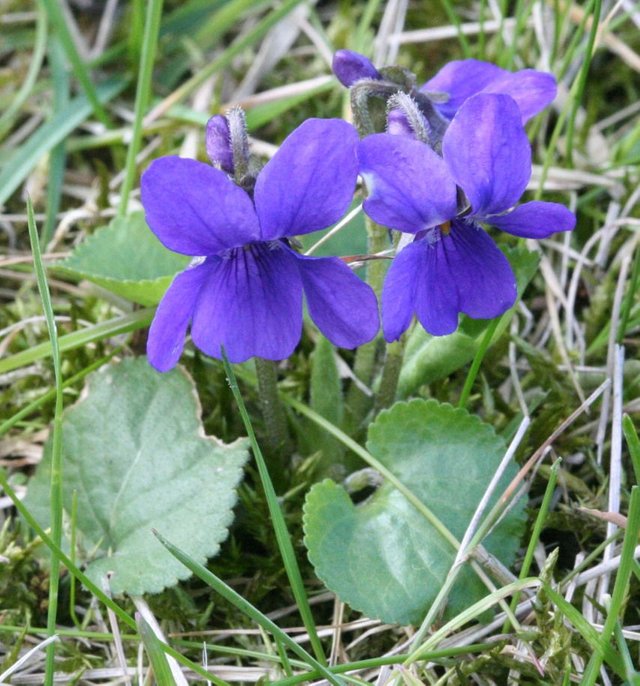 Viola_odorata_Garden_060402Aw.jpg