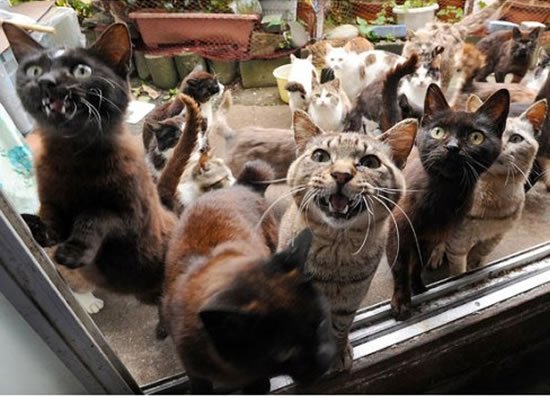 Tashirojima-Cat-Island-3.jpg