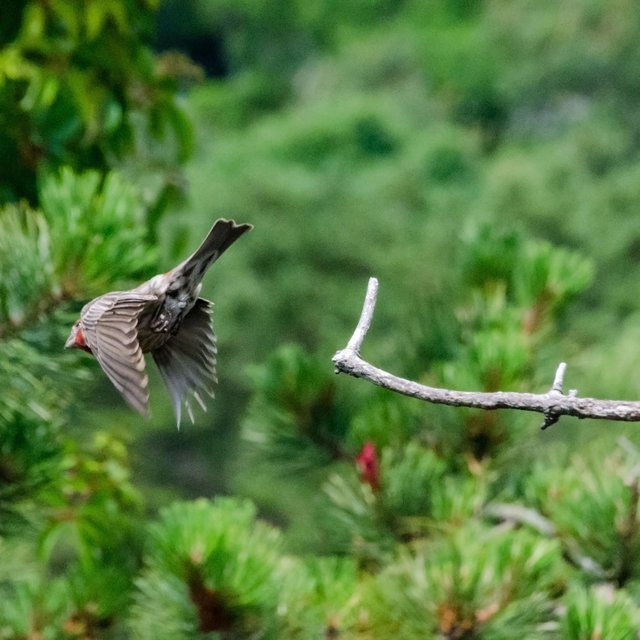 Hs Finch 4.jpg