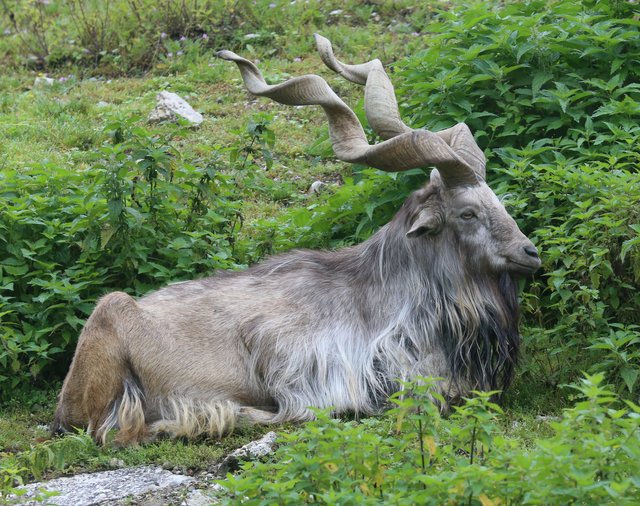 Markhor_Schraubenziege_Capra_falconeri_Zoo_Augsburg-01.jpg