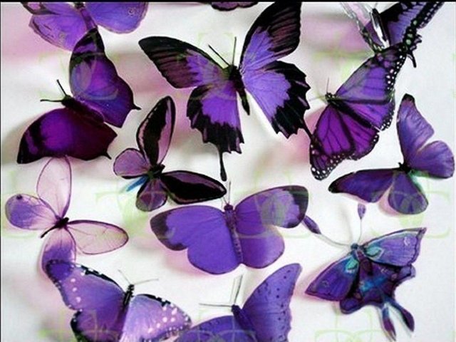 Purple-Butterflies-butterflies-17473487-1024-768.jpg