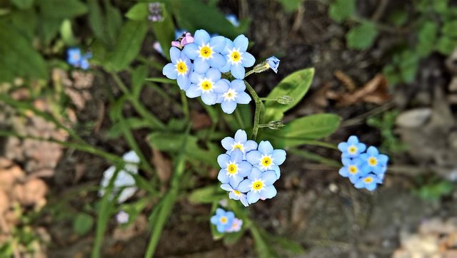 flowers-3347641__480.jpg