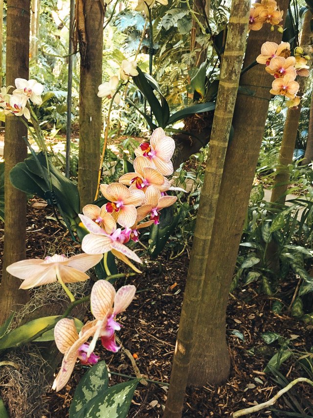 Fairchild Botanic Garden-24.jpg